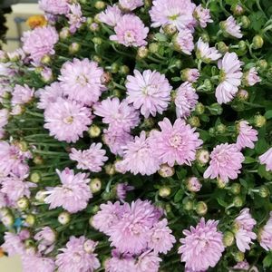 Meet your Posher, Maude